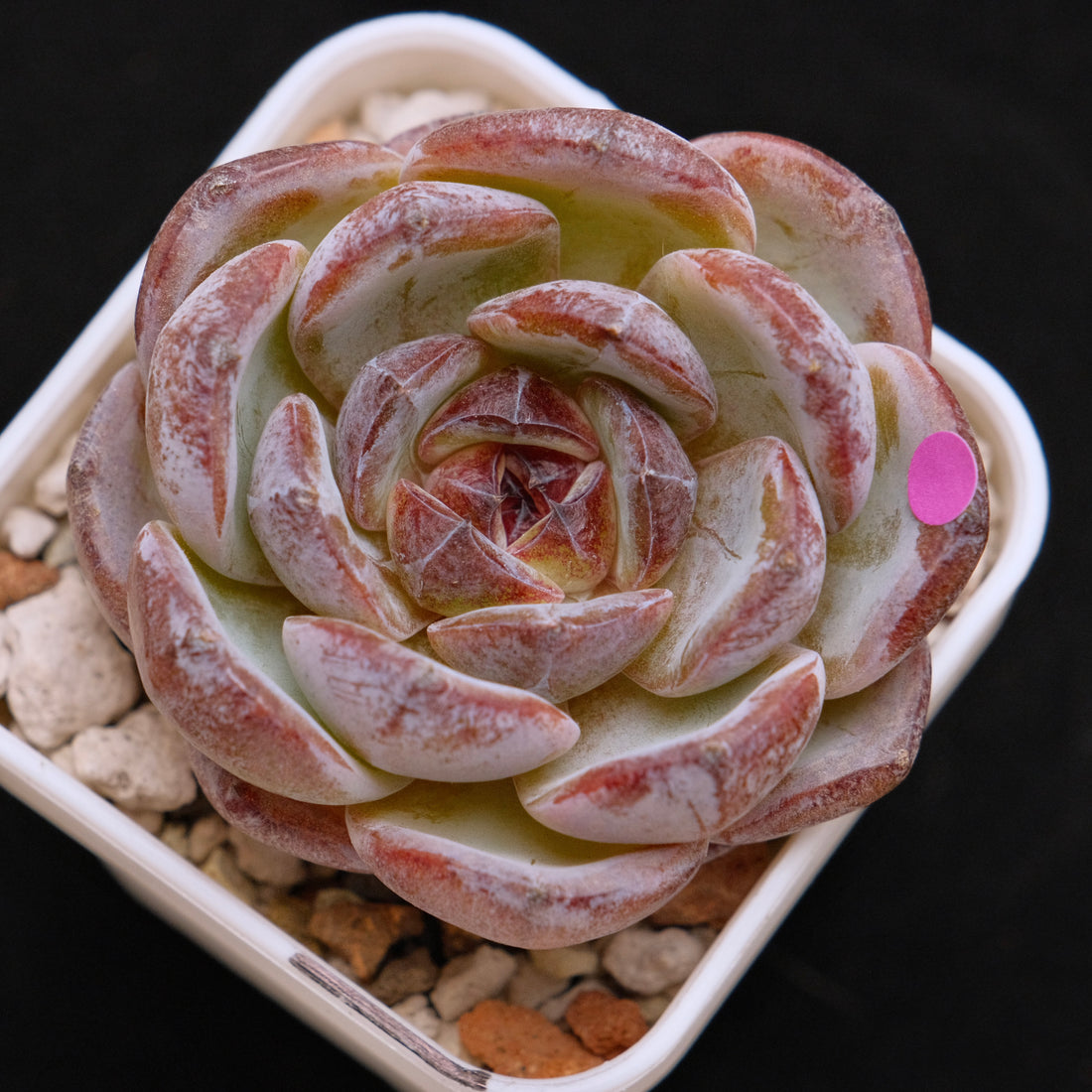 Echeveria Dark Opal Korean Succulent Plant