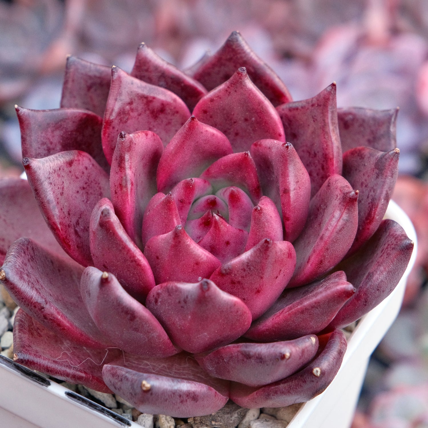 Big Echeveria Primori Korean Succulent Plant *New*