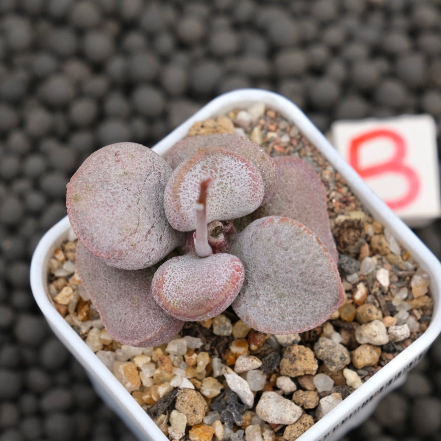 Adromischus Diana Imported Succulent Plant