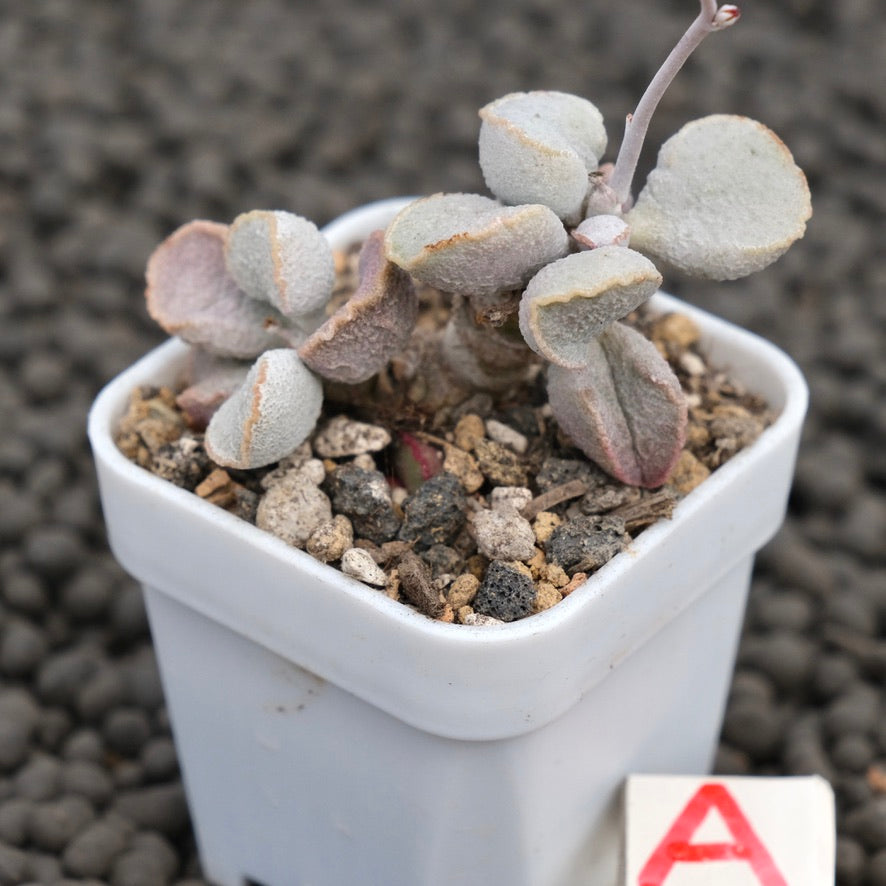 Adromischus Pink Snow Egg Imported Succulent Plant