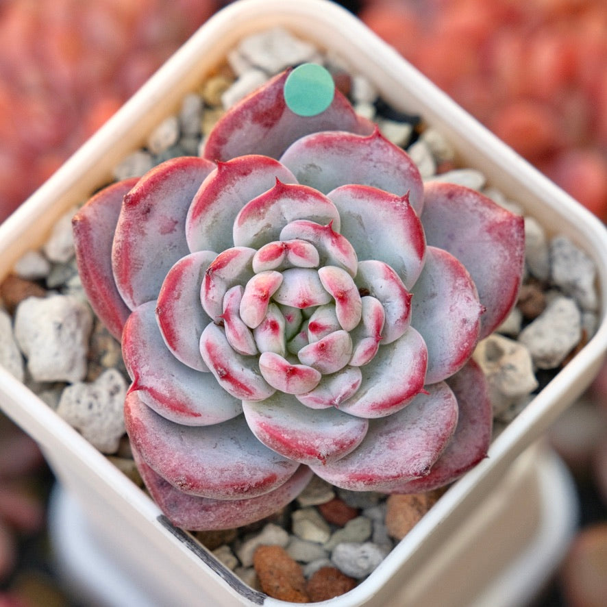 Echeveria El Canto Korean Succulent Plant *New*