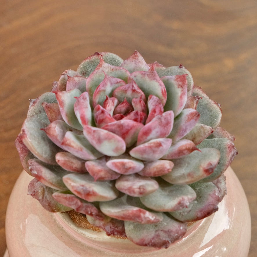 Echeveria Cherry Blossom Korean Succulent Plant Changhee hybrid