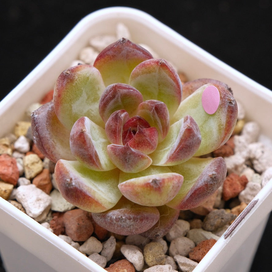 *New* Echeveria Black Colorata Korean Succulent Plant