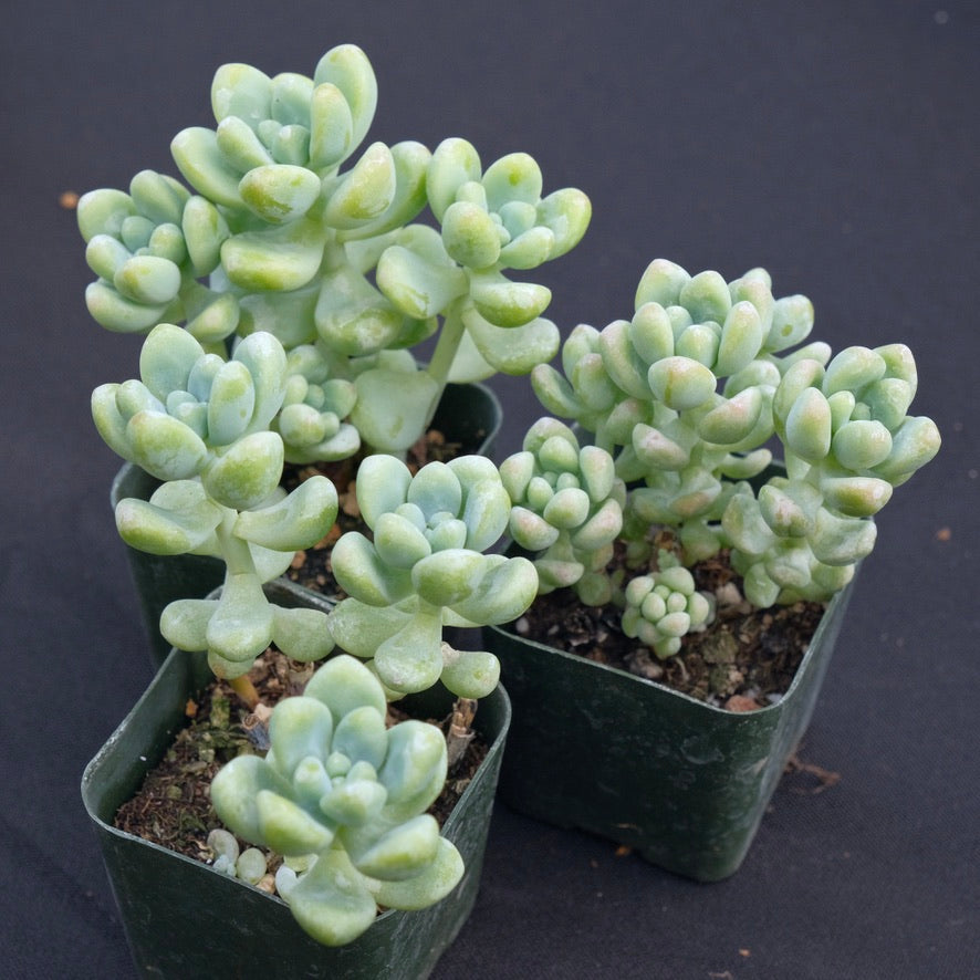 Sedum treleasei Succulent Plant