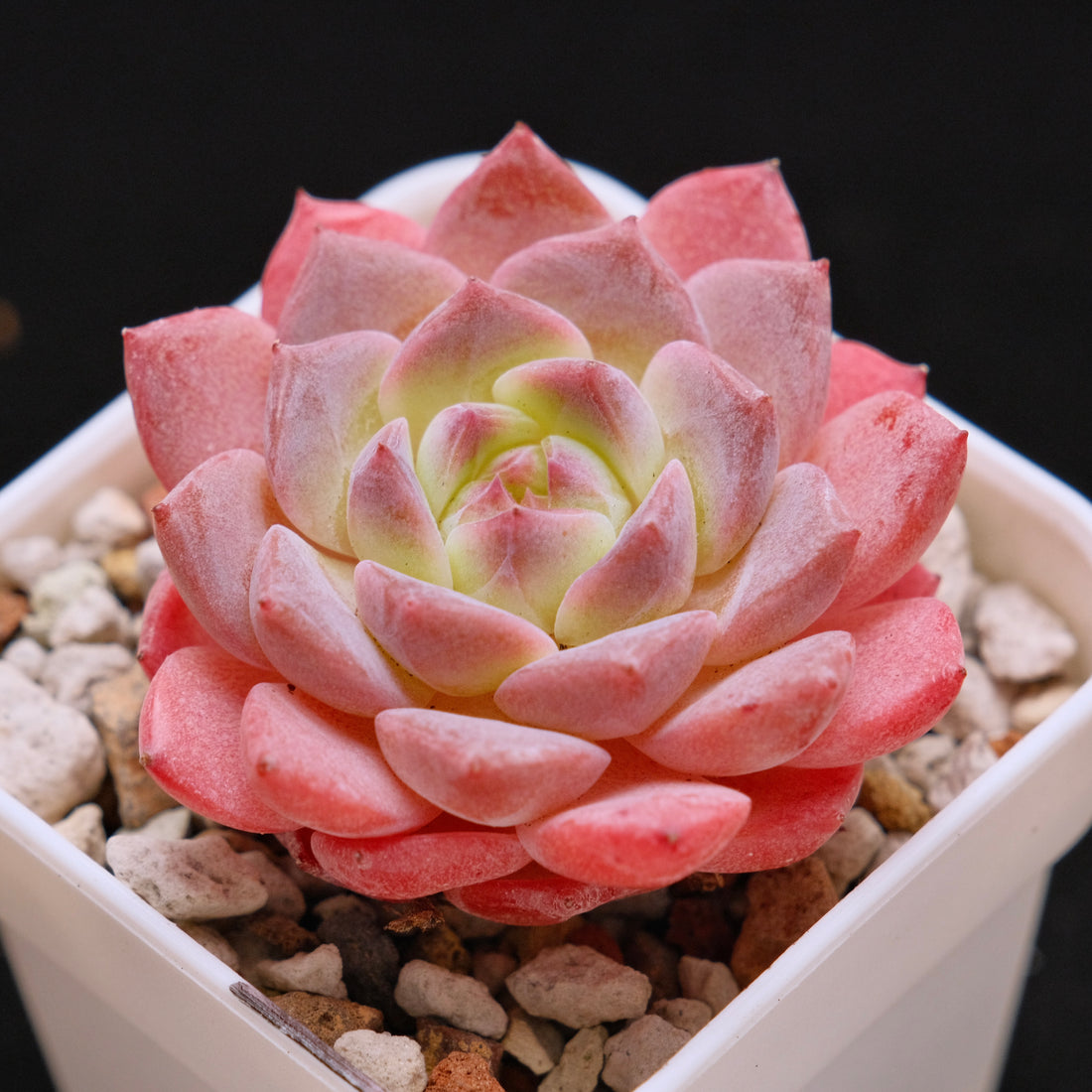 Echeveria Rosé Imported Succulent Plant *New* 月牙杂