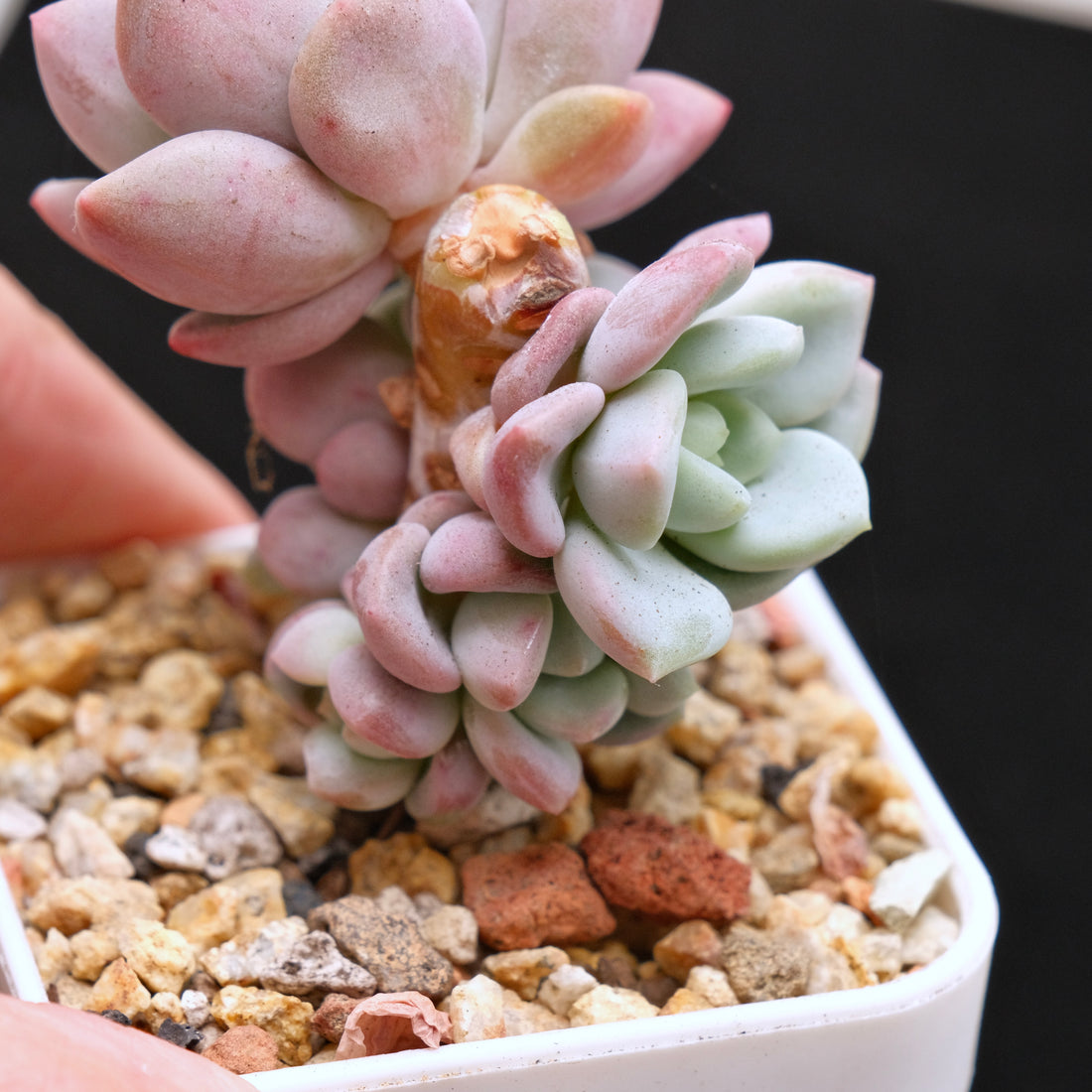 Pachyveria Ice Cream Korean Succulent Plant