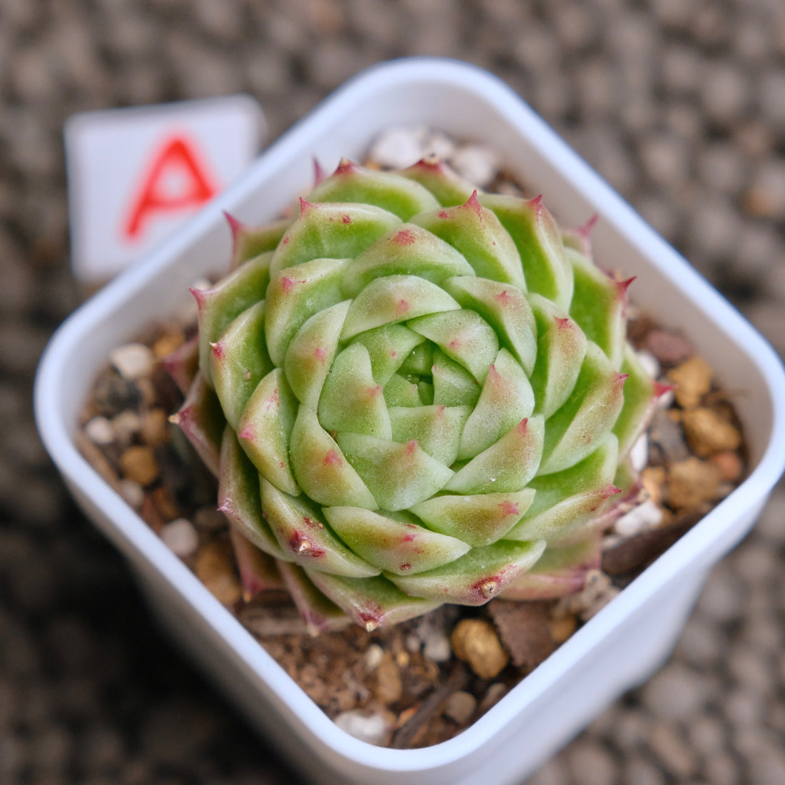 Echeveria JingZhe Imported Succulent Plant - A