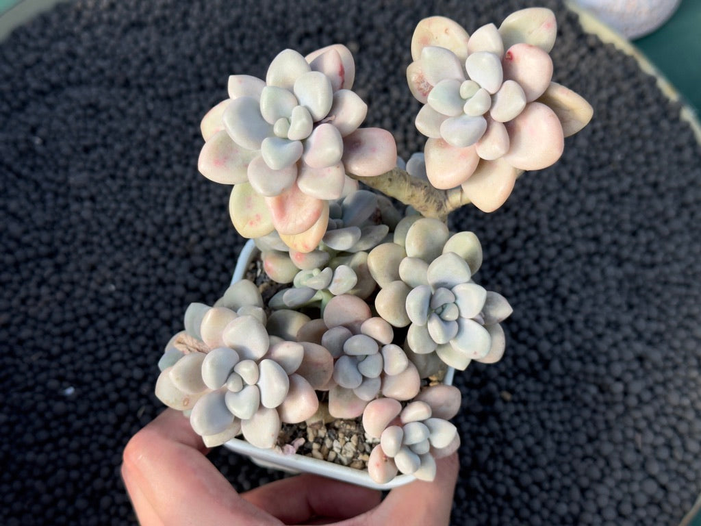 Graptopetalum Ellen Imported Succulent Plant