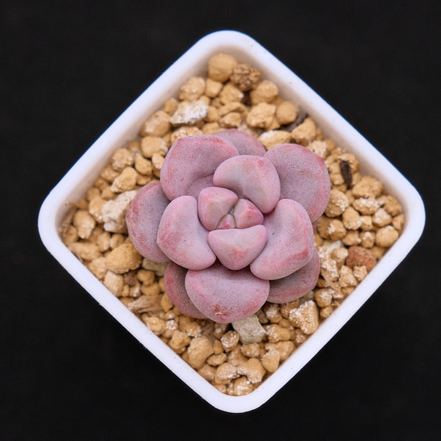 Graptopetalum Polari Heart baby Korean Succulent Plant