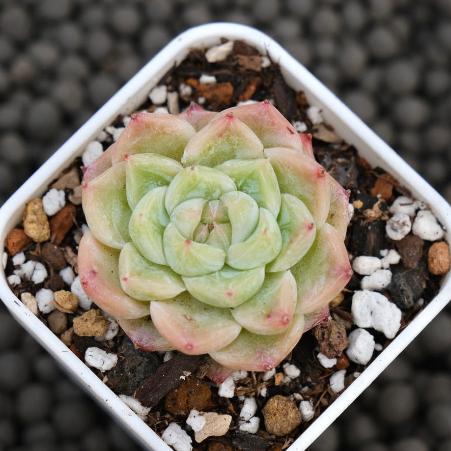 Echeveria Marieta Korean Succulent Plant Hwaga Hybrid