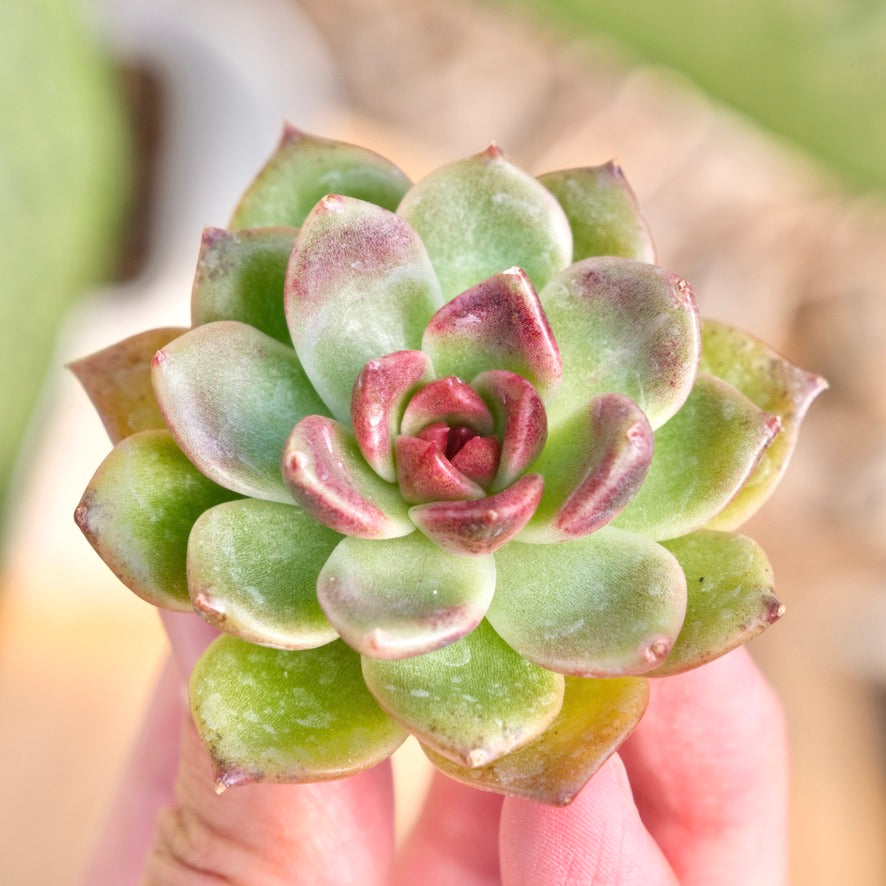 Echeveria Black Edge Korean Succulent Plant Changhee hybrid