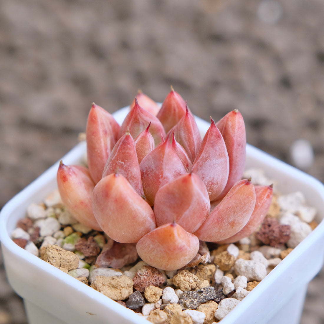 Echeveria Banksy (hwaga hybrid) Korean Succulent Plant - C