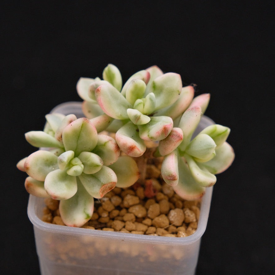 Variegated Sedeveria Satang Korean Succulent Plant