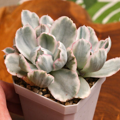 Variegated Echeveria Berkeley Light Imported Succulent Plant (Not recommended for indoor growing)