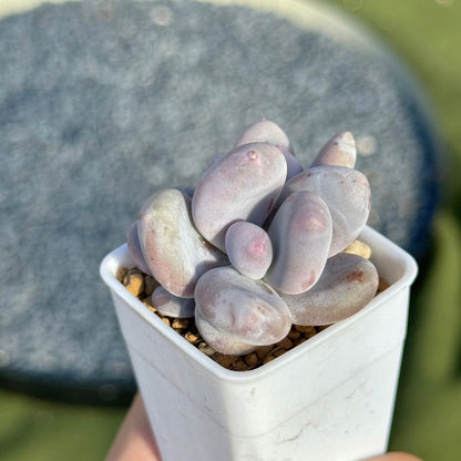 Pachyphytum oviferum Korean Succulent Plant