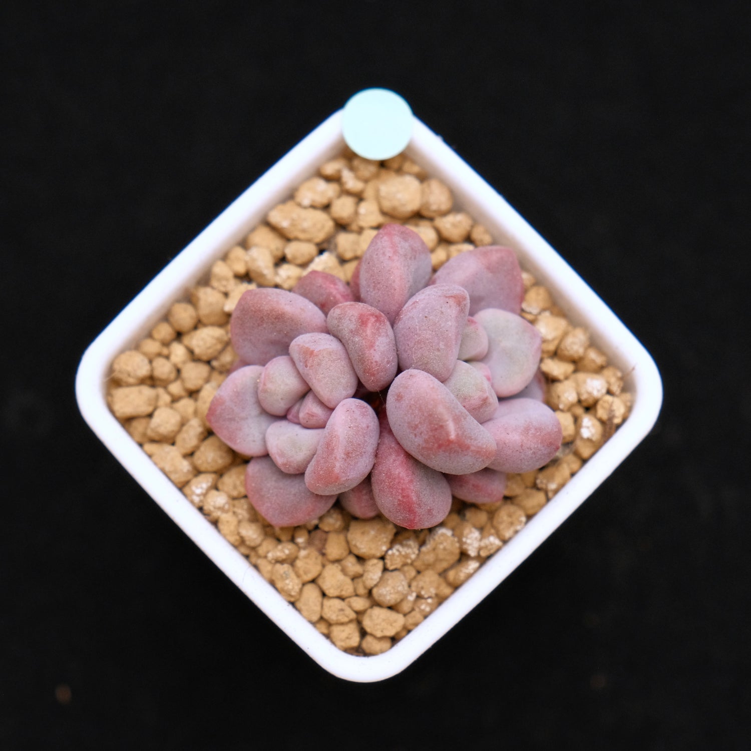 Graptopetalum Polari Heart babies Korean Succulent Plant