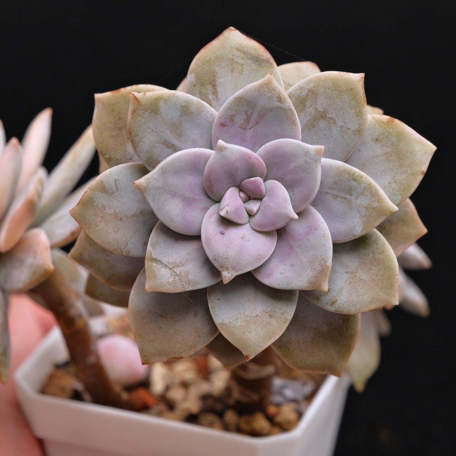 Variegated Graptopetalum Superbum Korean Succulent Plant