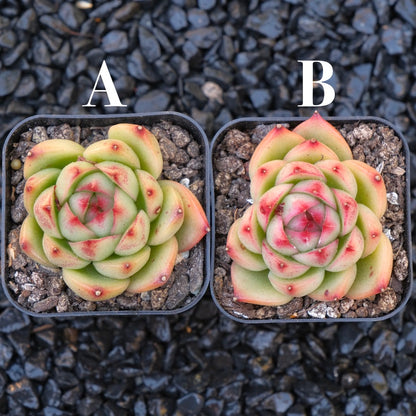 Echeveria Red Cone Korean Imported Succulent Plant