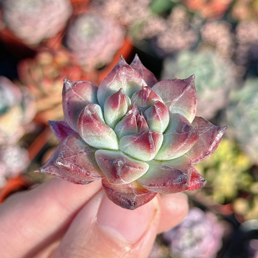 Echeveria Betelgeuse Succulent Plant *New* F