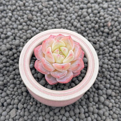 Echeveria Pink Taffy Imported Succulent Plant