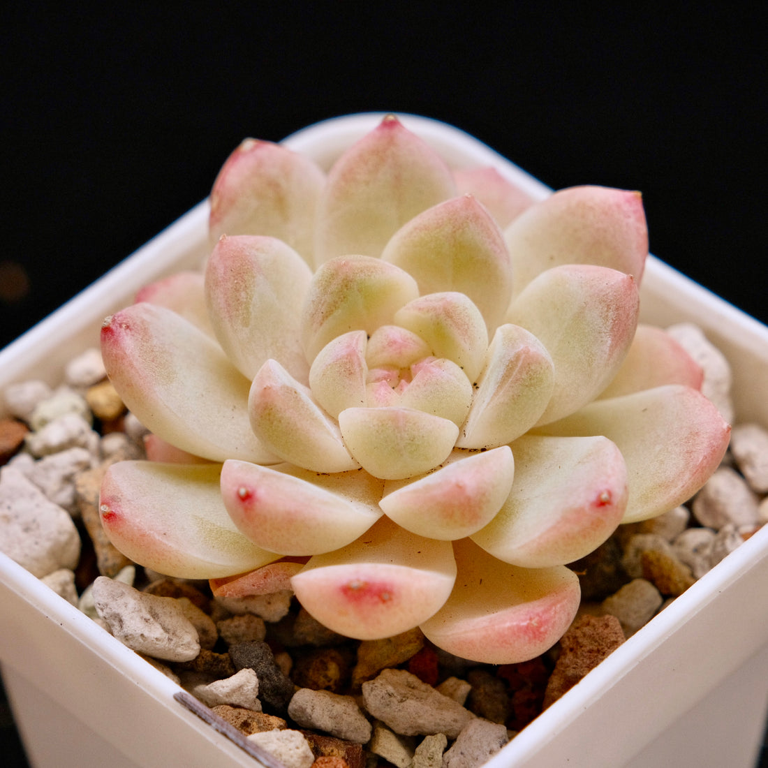 Echeveria Jelly hybrid (seedling) Imported Succulent Plant *New* 糖心杂