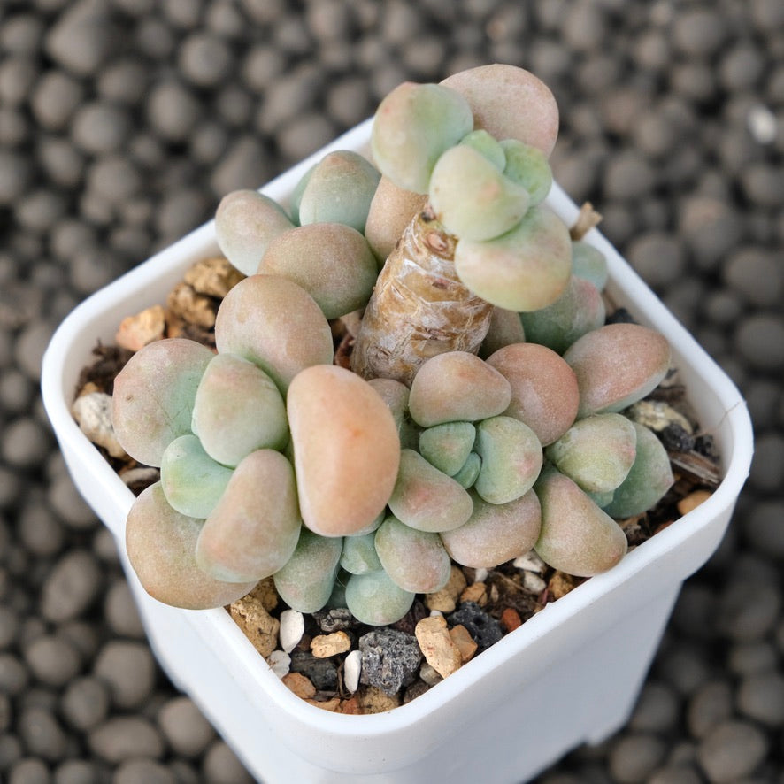 Graptosedum Cade Korean Succulent Plant Mam and Sister Hybrid