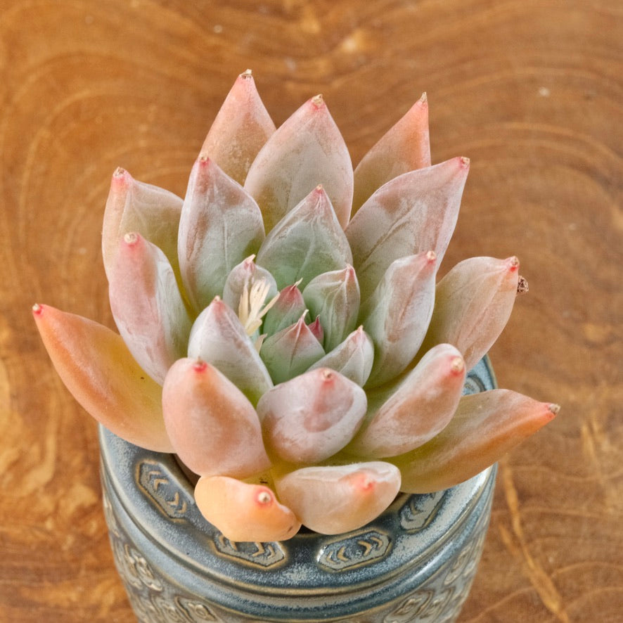 Echeveria tolimanensis hybrid Korean Succulent Plant Changhee hybrid