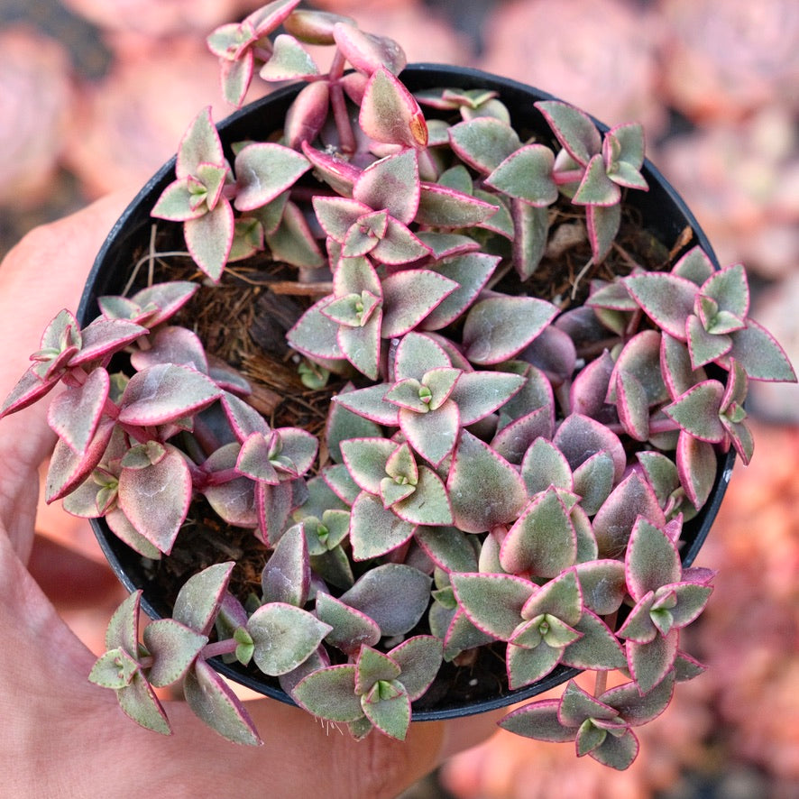 Variegated Crassula Calico Kitten Succulent Plant