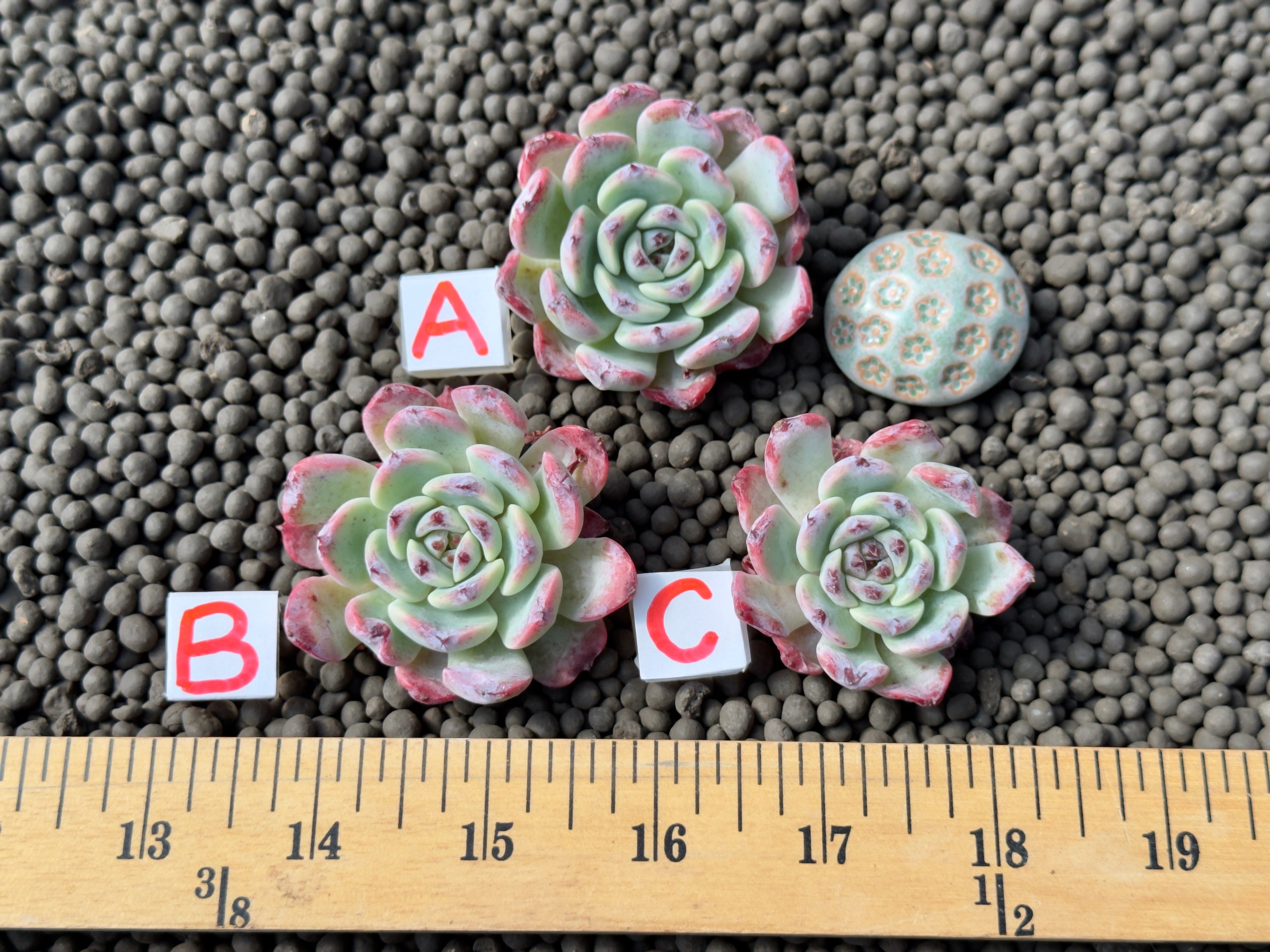 Echeveria Aurora Berry Korean Succulent Plant Changhee hybrid