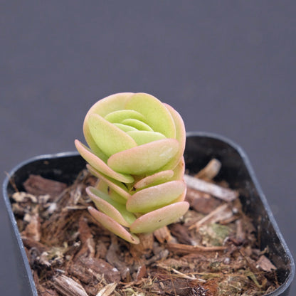 Portulaca molokiniensis Succulent Plant