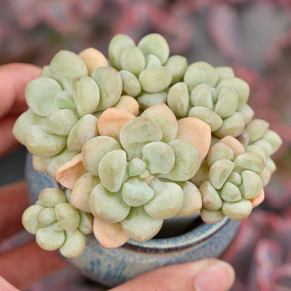 Graptosedum Bubble Gum Imported Succulent Plant