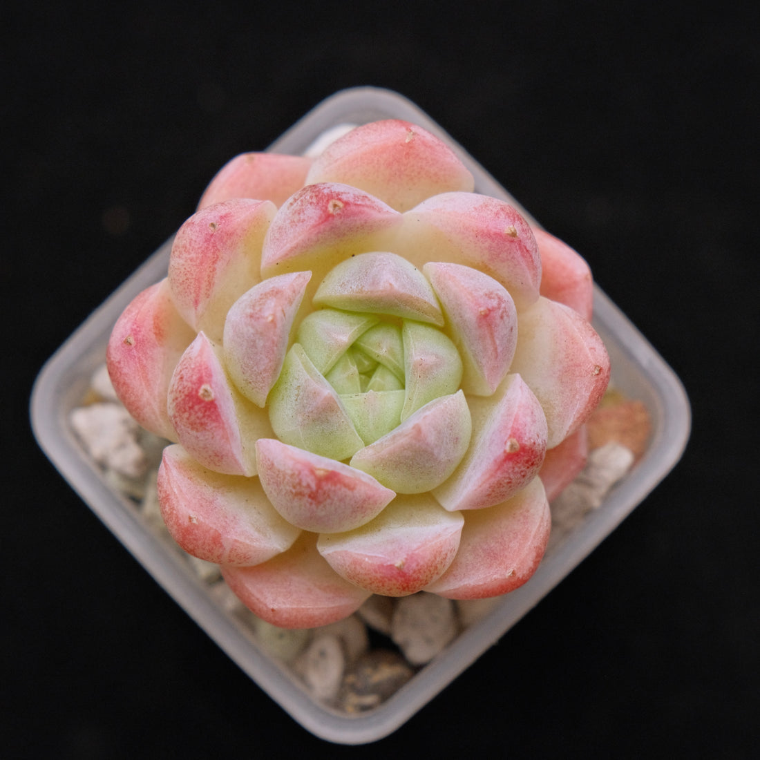 Echeveria Hyalina hybrid Imported Succulent Plant 海琳娜杂