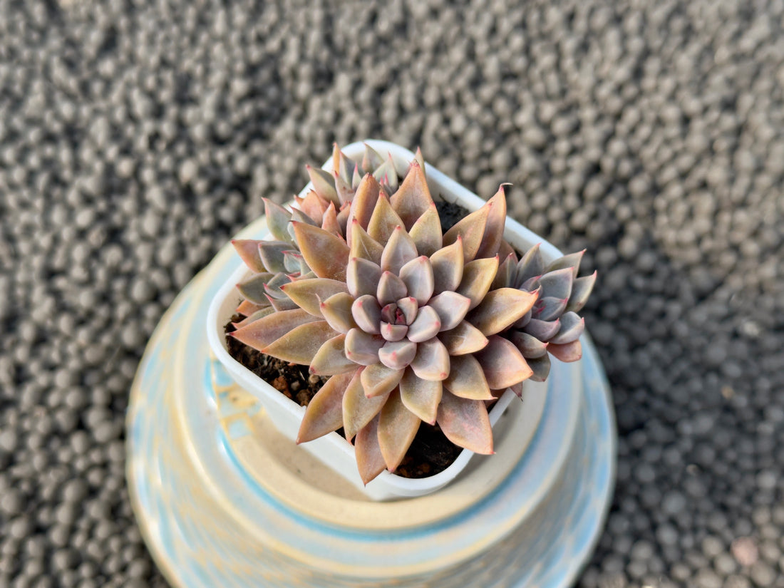 Graptoveria Resbi Korean Succulent Plant Air Magic Hybrid