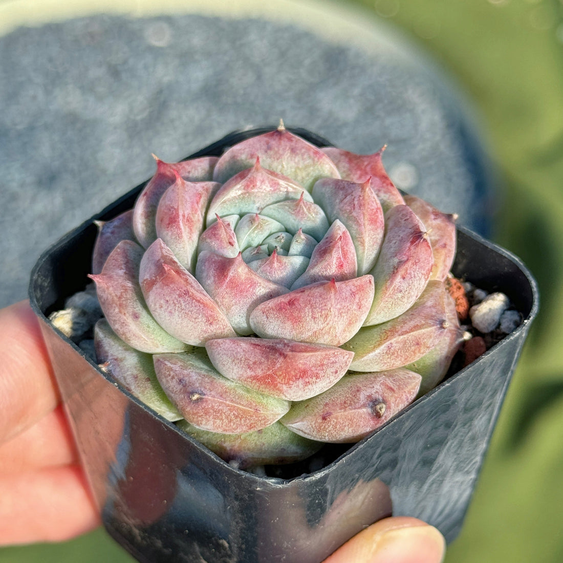 Echeveria Royal Star Korean Succulent Plant