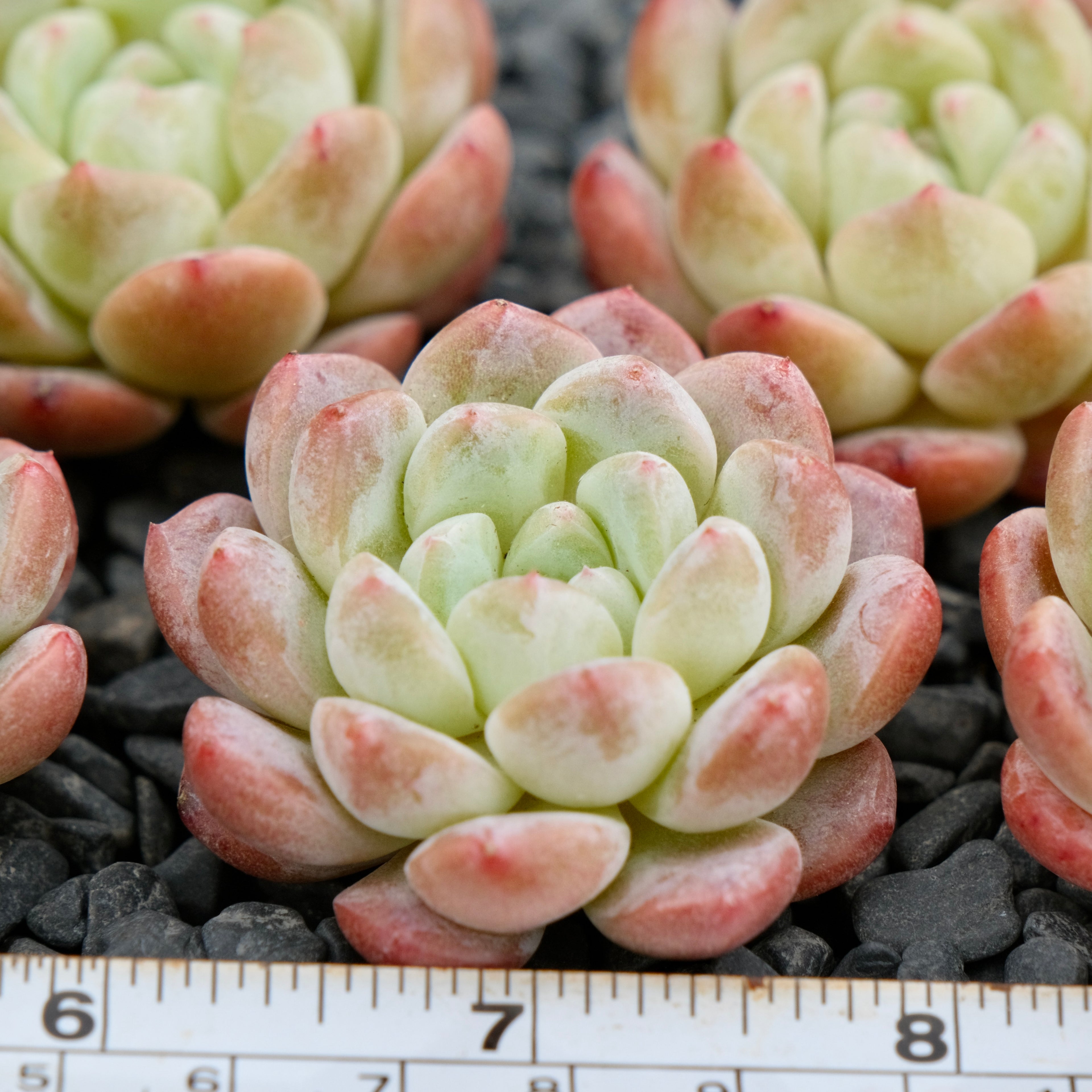 Echeveria Viyant x Monroe Imported Succulent Plant