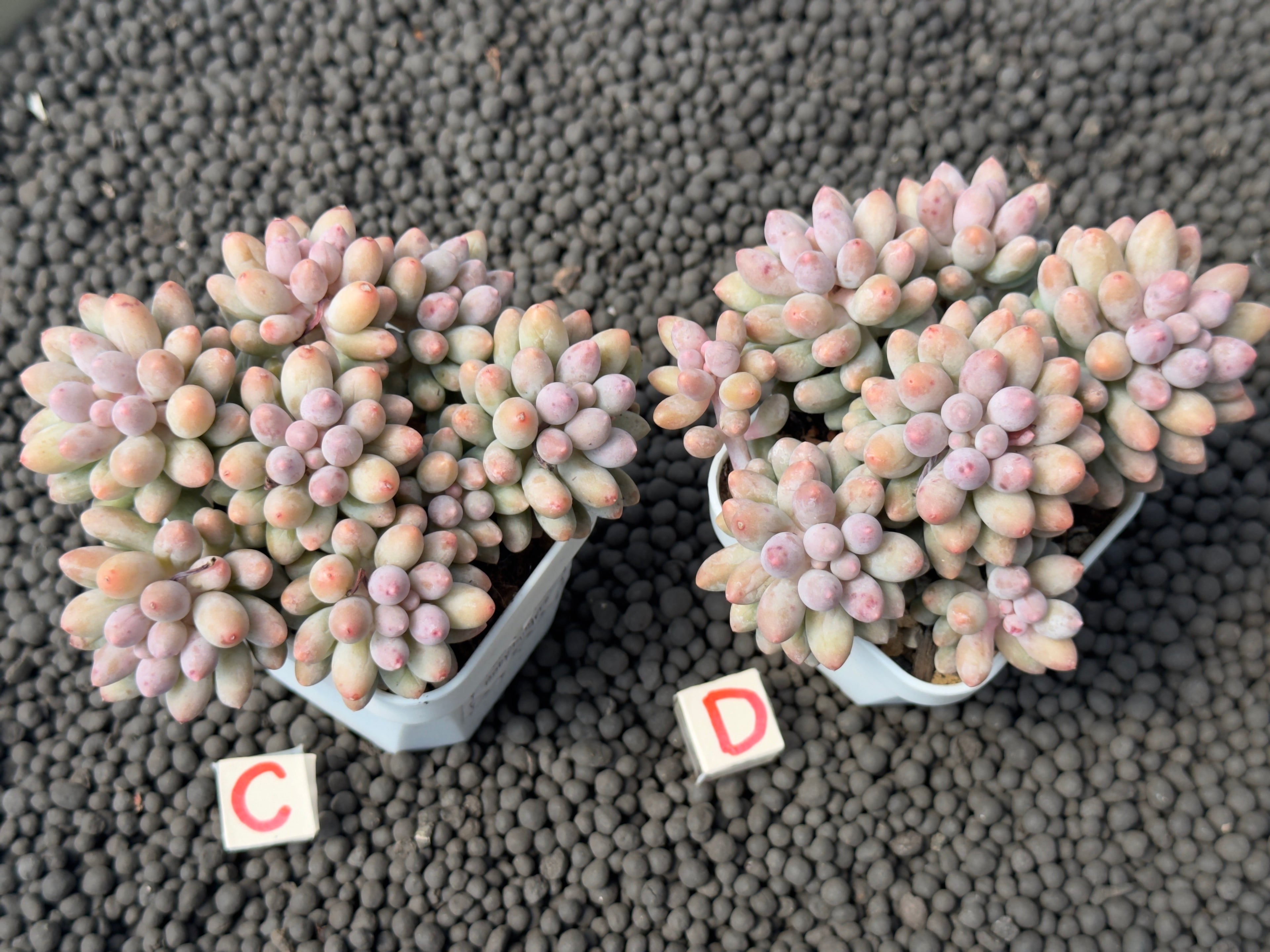 Pachyphytum Baby Fingers Imported Succulent Plant