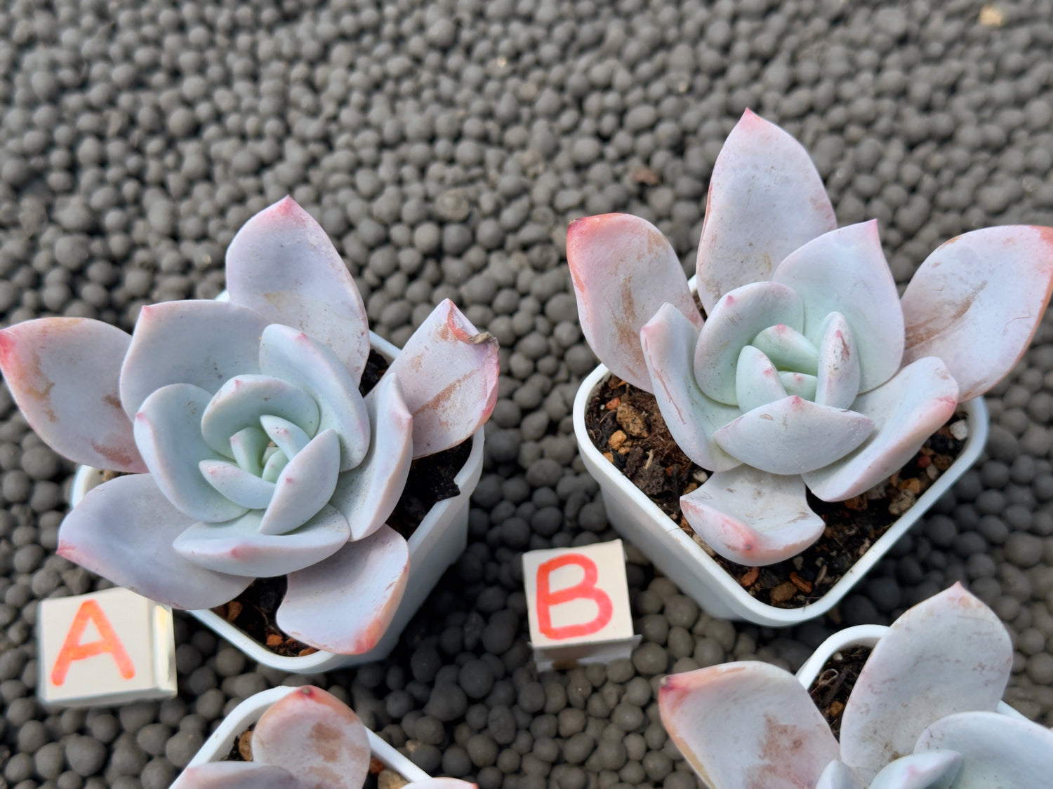 Echeveria White Lotus Imported Succulent Plant