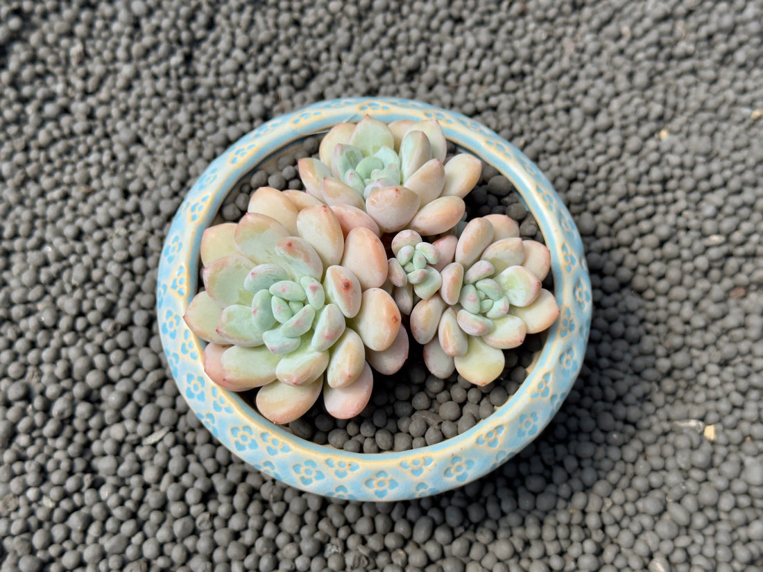 Pachyveria Elaine Reinelt Imported Succulent Plant