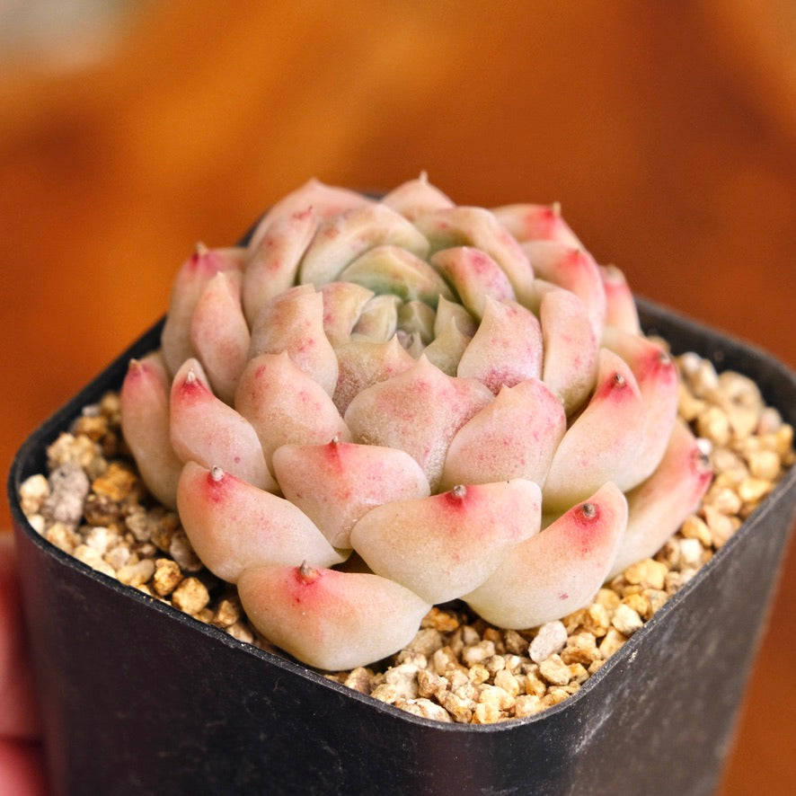 Echeveria Jelly Hybrid Imported Succulent Plant