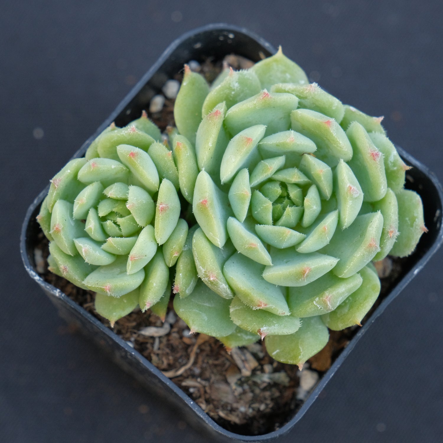 Echeveria Dondo Succulent Plant