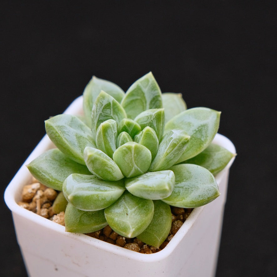 Pachyveria Genesis Korean Succulent Plant