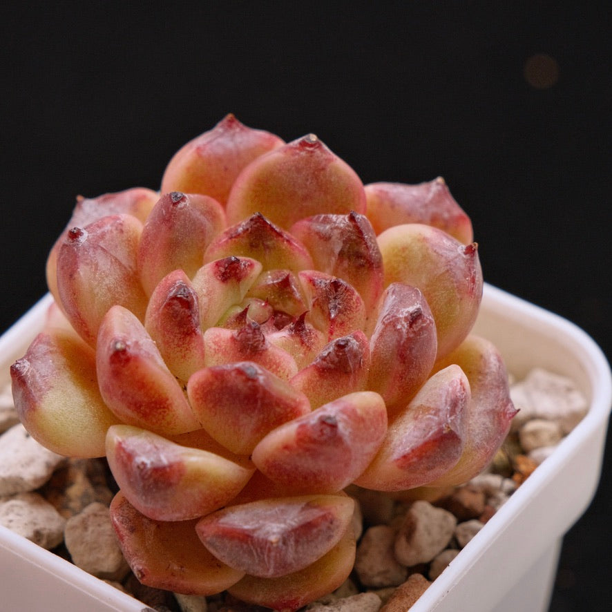 Echeveria Jelly sp Korean Succulent Plant *New*