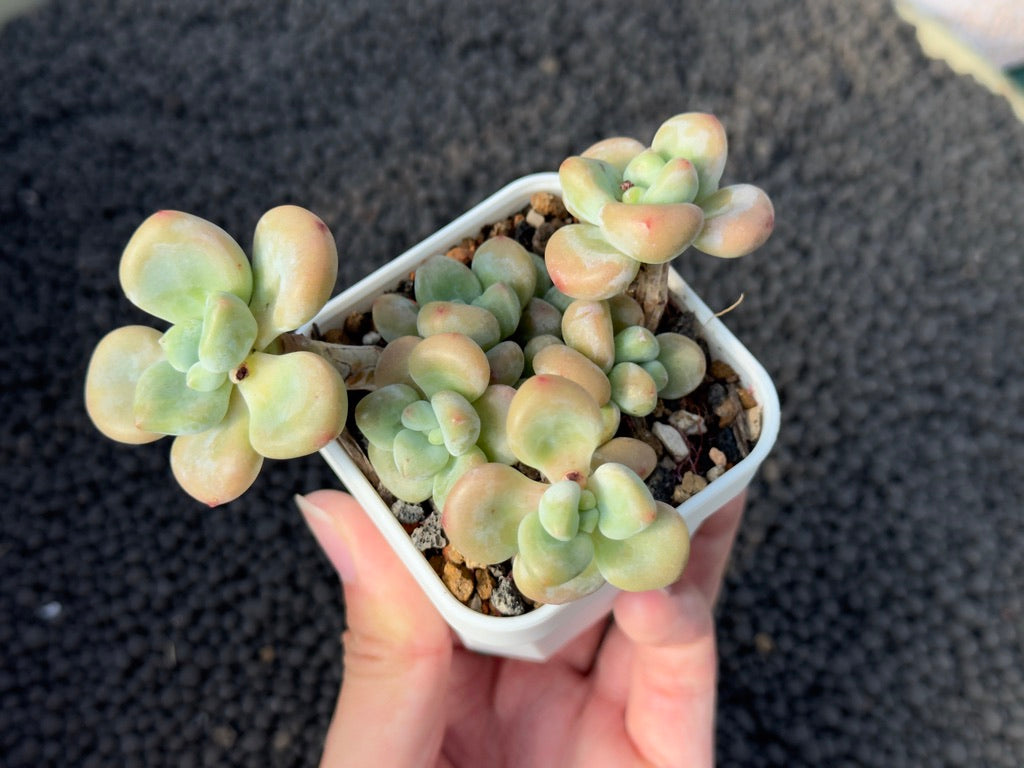 Graptosedum Miul Succulent Plant