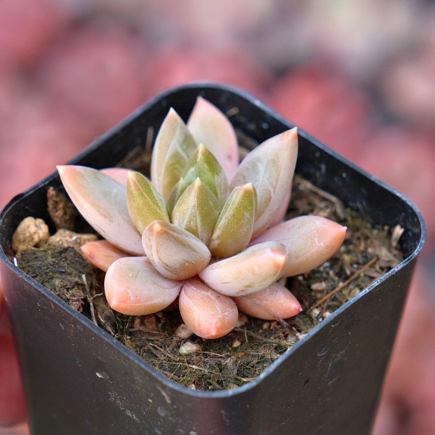 Pachyveria Bea Faceted Succulent Plant