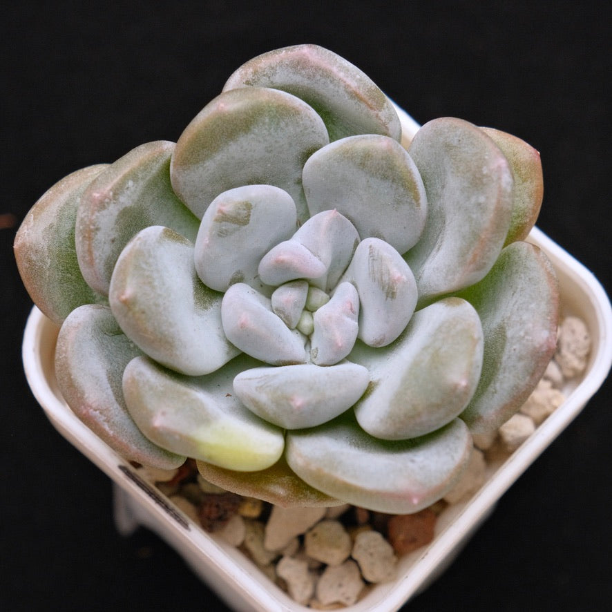 Pachyveria Gold Candy Korean Succulent Plant *New*