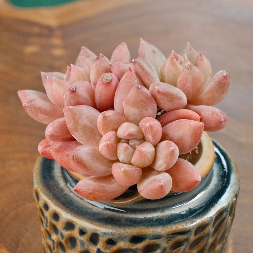 Pachyveria Popcorn triple Imported Succulent Plant