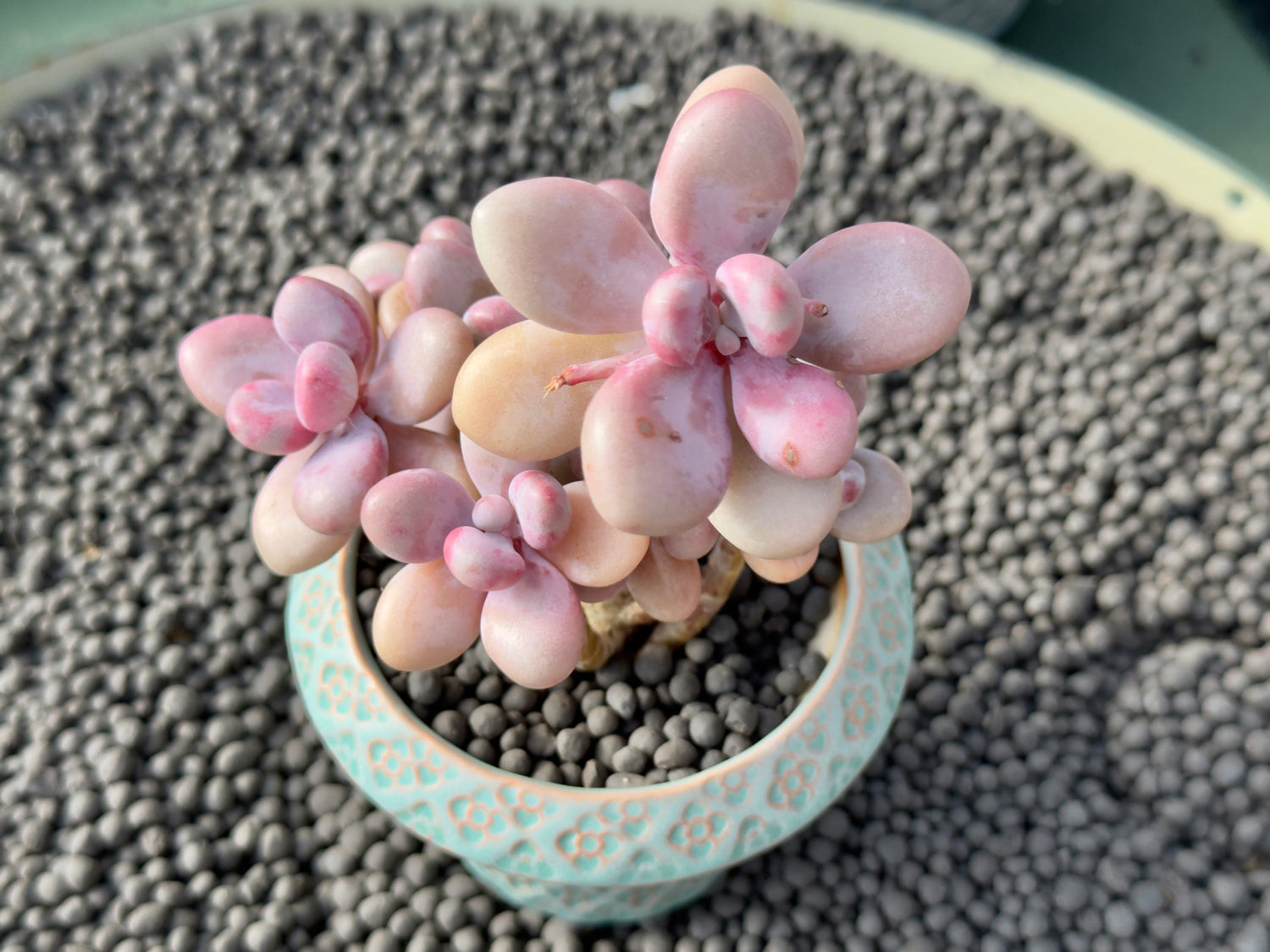 Graptopetalum amethystinum Korean Succulent Plant