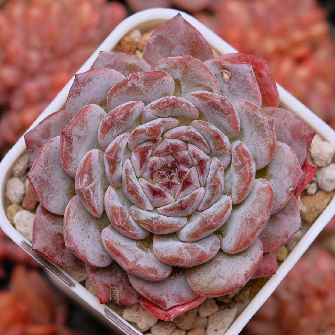 Big Echeveria Pink Jenny Korean Succulent Plant