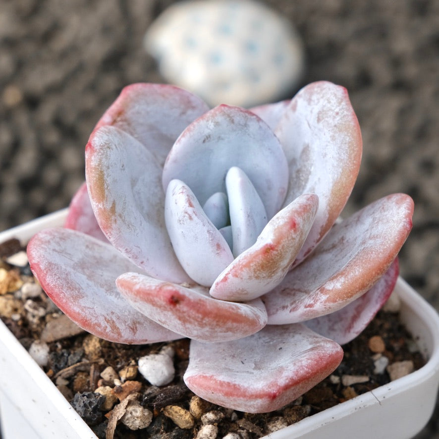 Echeveria laui Korean Succulent Plant