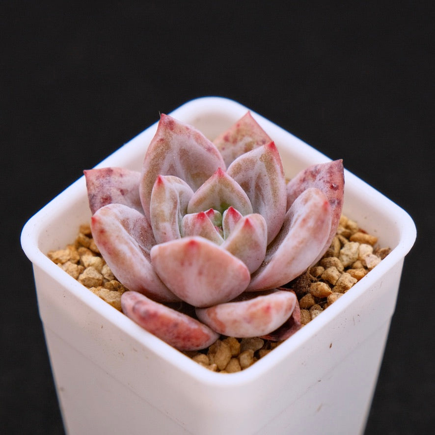Echeveria White Night baby Korean Succulent Plant